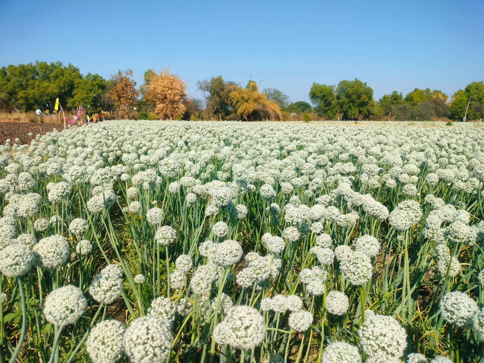 Onion field India future varieties