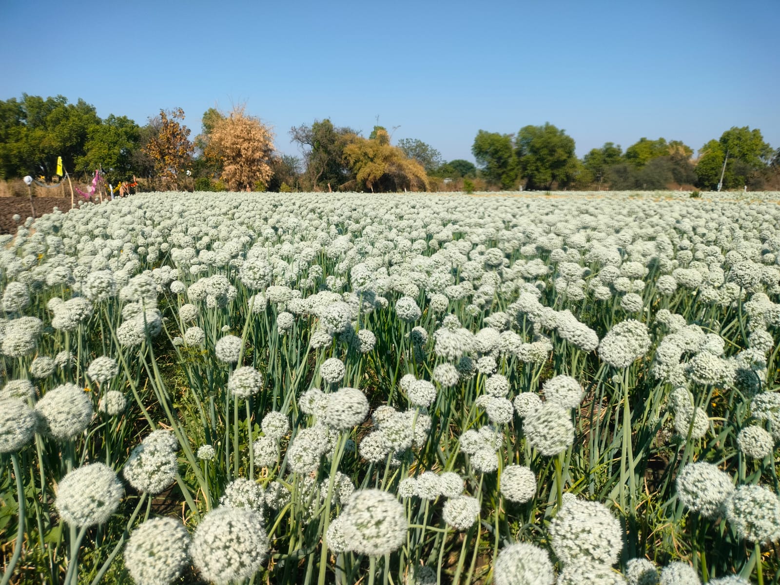 Onion seeds best variety India
